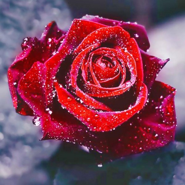 5D Kit Broderie Diamants/Diamond Painting Fleur Rose Rouge