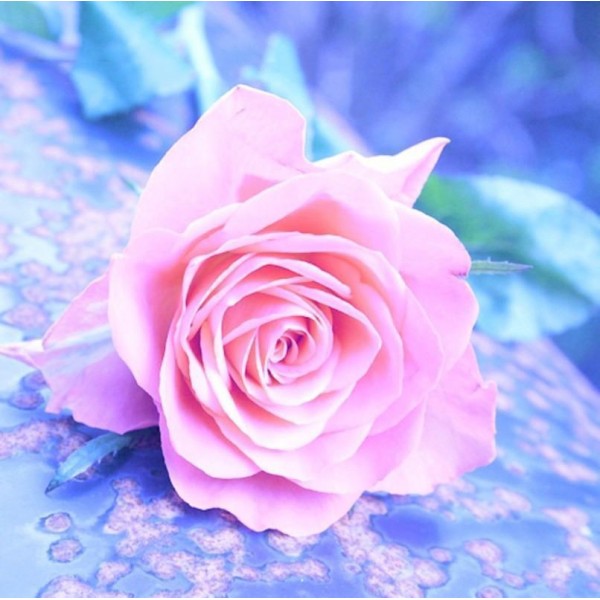 5d Kit Broderie Diamants/Diamond Painting Série Rose Roses Romantique En Gros Solde